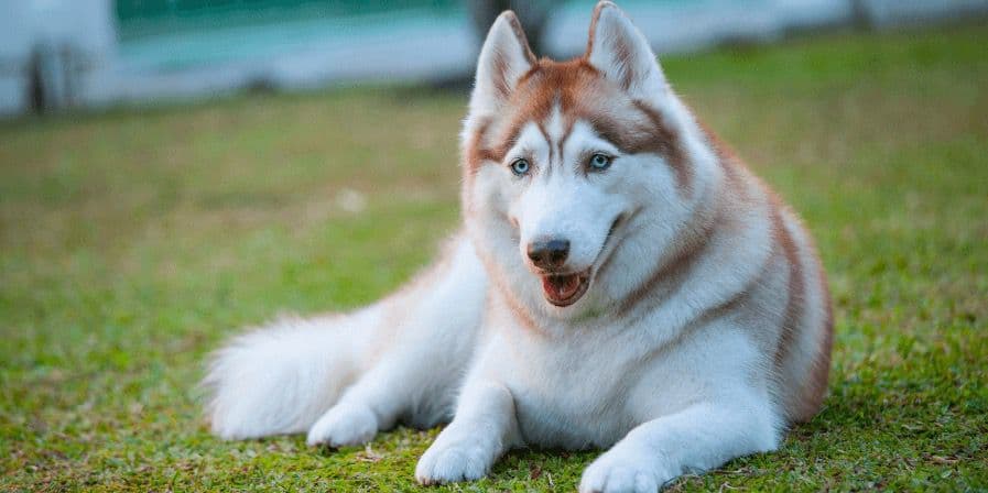 Husky relaxing