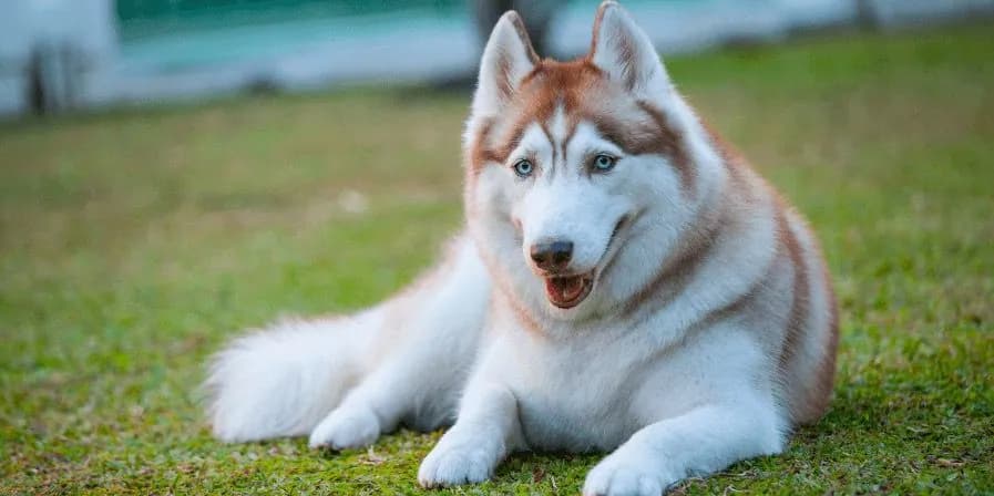 Husky relaxing