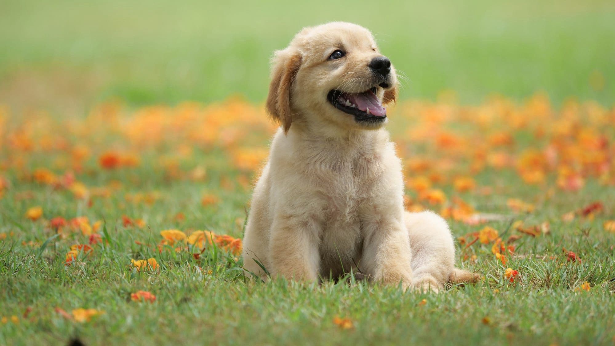 Adorable golden retriever puppy sitting happily in a flower meadow