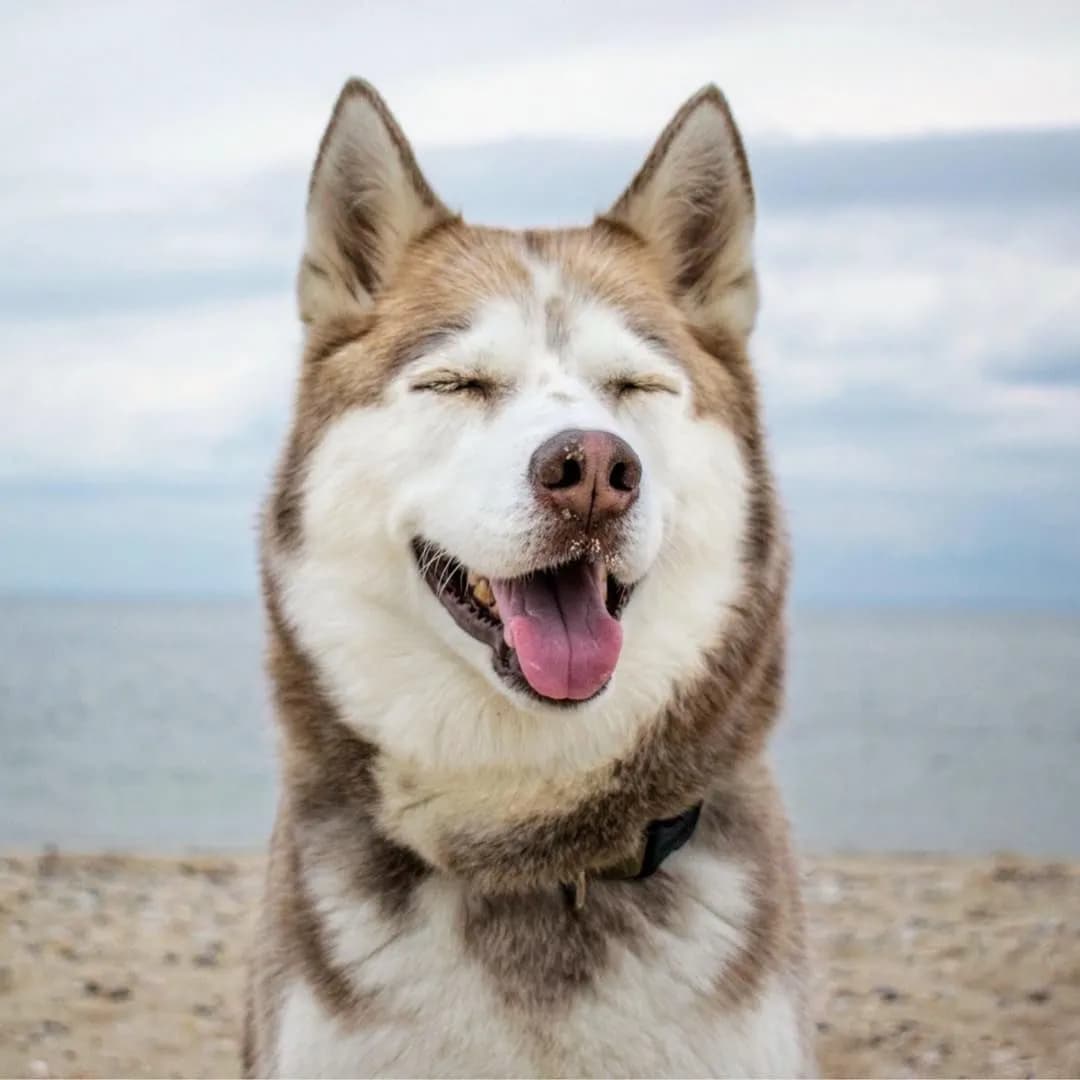 MADE FOR SMARTER CHEWING