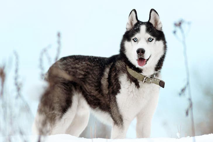 Husky standing in a snowy highland landscape, evoking Himalayan origins