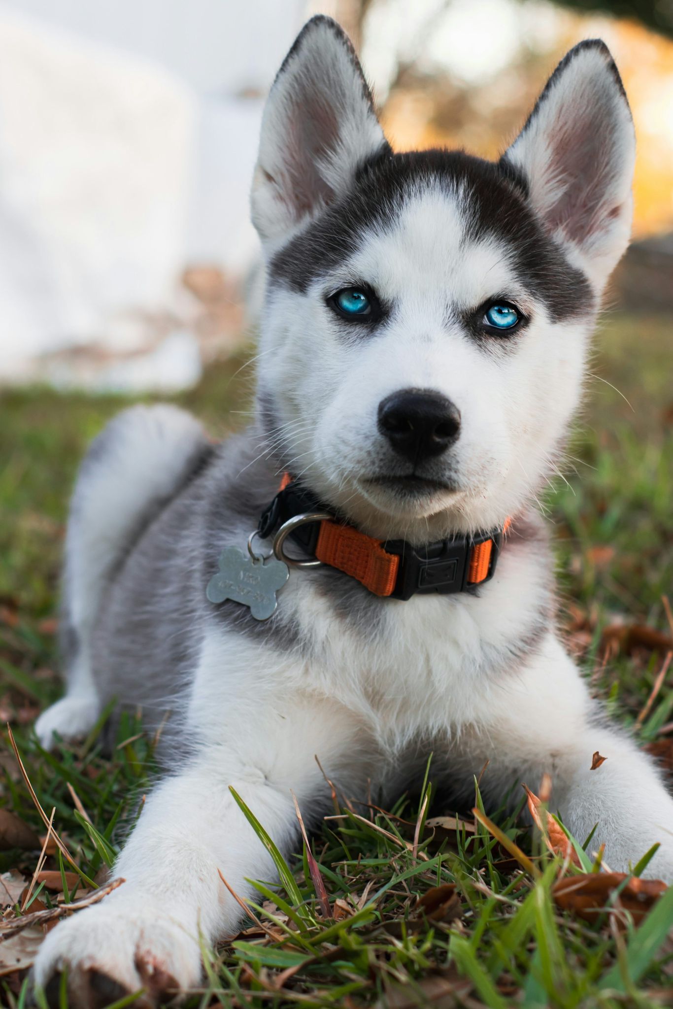 Friendly dog waiting to hear from you